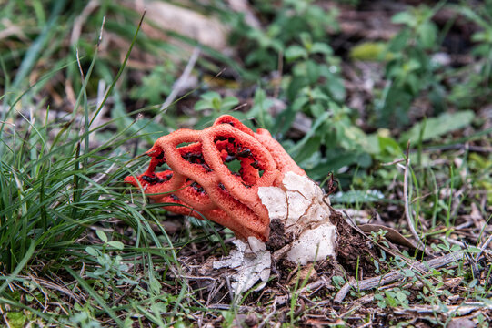 Roter Gitterling liegender Fruchtk&ouml;rper
