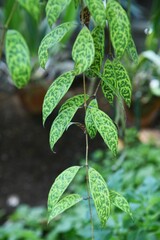 Aeschynanthus marmoratus leaves. Gesneriaceae tropical evergreen vine foliage plant native to India or Malaysia. The front of the leaf has a camouflage pattern and the back has a marble pattern. 