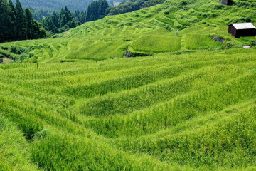 夏の丸山千枚田