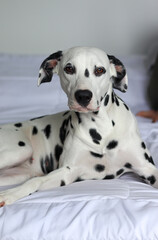 white dalmatian dog with black spot resting in bed after a bath