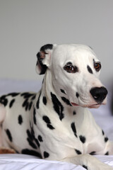 white dalmatian dog with black spot resting in bed after a bath