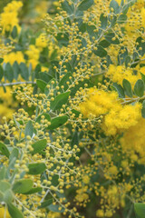 yellow flowers in the garden
