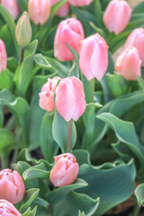 pink tulips in garden