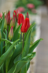 red tulips