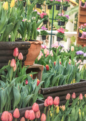 tulips in the garden