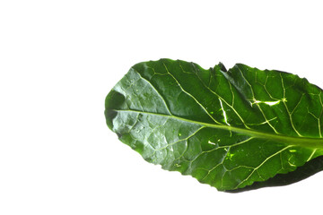 Obraz premium Macro shot of broccoli leaf texture