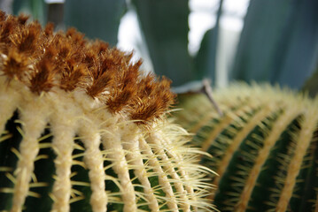 神戸公園の花たち