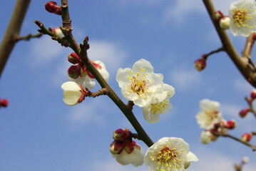 神戸公園の花たち