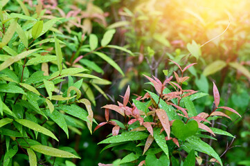 Drops of water on the green leaves after the rain stops with natural background.