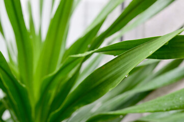 Drops of water on the green leaves after the rain stops with natural background.