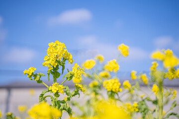 青空と菜の花