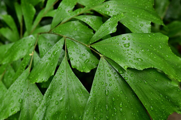 Drops of water on the green leaves after the rain stops with natural background.