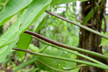 Drops of water on the green leaves after the rain stops with natural background.