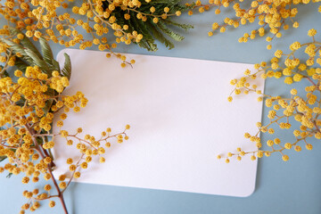 A Empty greeting card with beautiful mimosa flowers on blue background.
Spring concept flower composition.