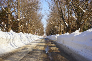 日本 北海道 札幌 北海道大学 雪道	