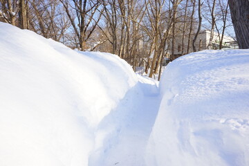 日本 北海道 札幌 北海道大学 雪道	