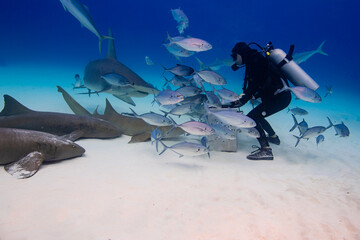 A shark feeder waiting on a hammerhead shark to approach  - obrazy, fototapety, plakaty