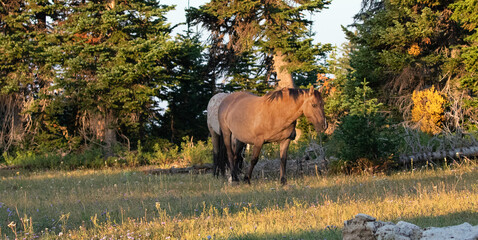 Male grullo stallion and red roan mare wild horses in the Pryor Mountains Wild Horse Range in Montana United States