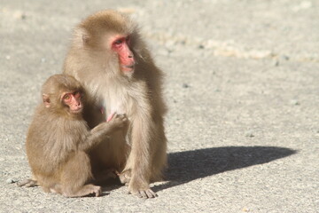 Fototapeta premium Wild Mother Japanese monkey (Snow monkey) is holding a baby monkey in her arms. 