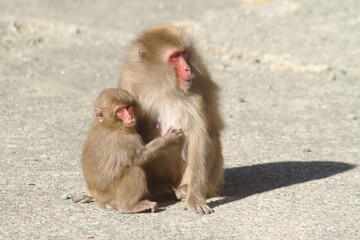 Naklejka premium Wild Mother Japanese monkey (Snow monkey) is holding a baby monkey in her arms. 
