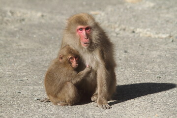 Wild Mother Japanese monkey (Snow monkey) is holding a baby monkey in her arms. 