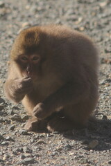 A portrait of a wild Japanese monkey (snow monkey) on the seaside.