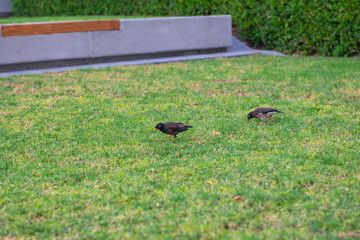 a few birdies on a green lawn