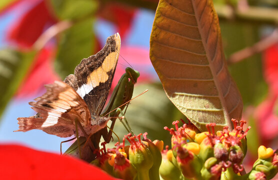 Mantis y Mariposa. Mantis and butterfly. 