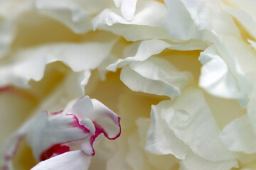 Fototapeta na wymiar White base with pink decorated beautiful full blooming flower head, close up macro photography. 白を基調として、ピンクの縁取りのある花のマクロ接写画像。