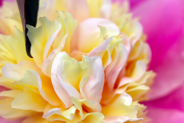 Yellow white, pink murble colored rose flower head close up macro texture photography. トリコロールカラーでパステル調のバラの花をマクロ接写したテクスチャーイメージ写真。