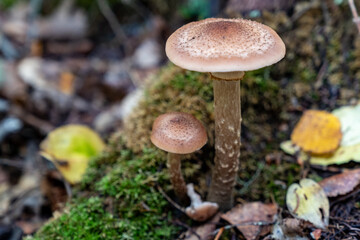 Honey Fungus mushroom, in selective focus with shallow depth of field, in the forest