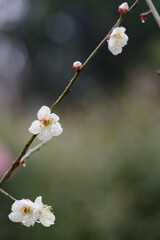 文字スペースのある梅の花の風景