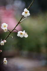 Obraz premium 文字スペースのある梅の花の風景