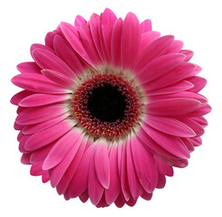flower the red, isolated on a white background, close up