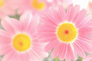 Obraz na płótnie Canvas ピンクの可愛いマーガレット 花のアップ