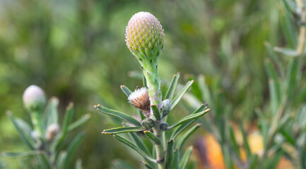 Yellow Protea Bud Starting to Bloom in a Garden