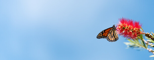 Monarch Butterfly Feeding on a Bottle Brush Bloom with  Blue Sky Background, Text Space, Banner