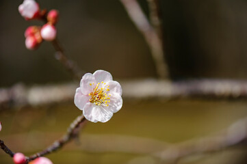 春うらら仙台の梅

