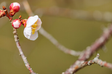 春うらら仙台の梅
