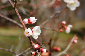 春うらら仙台の梅
