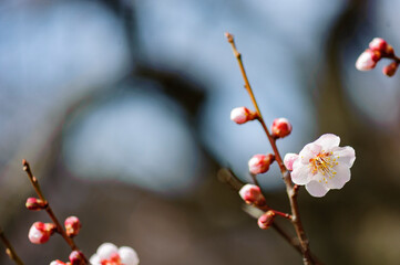 春うらら仙台の梅
