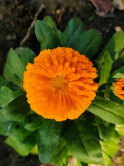 Close up shot of an orange flower in the garden
