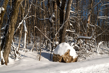 A snow covered boulder and trees on a bright sunny morning after a snow fall.