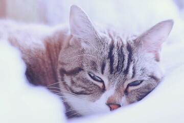 薄目をあけながら気持ちよさそうにする眠そうなトラ猫のアップ