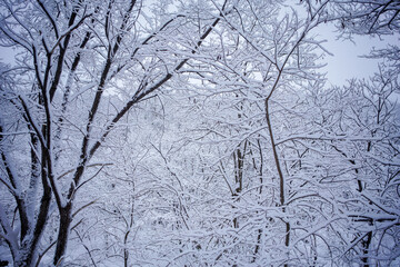 Obraz premium 雪景色