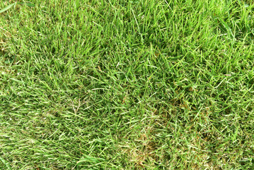 Green lawn grass abstract  texture on background.