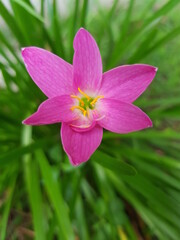 pink rain lili