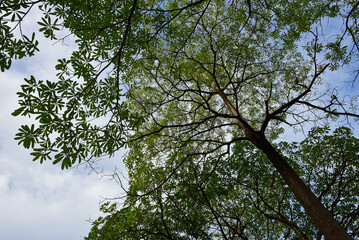 Blue sky and tiny white clouds for background. 