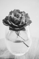 Fototapeta premium Romantic red rose in a glass – black and white 