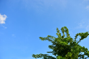 Beautiful Landscape of Green trees in the national park.